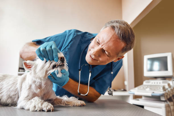 Best Emergency Wisdom Teeth Removal in Cheval, FL